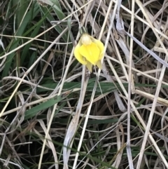 Diuris subalpina at Yaouk, NSW - 19 Nov 2022