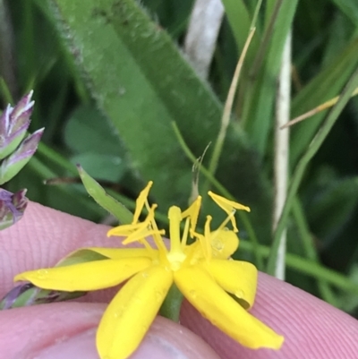 Hypoxis hygrometrica var. hygrometrica (Golden Weather-grass) at Yaouk, NSW - 19 Nov 2022 by Tapirlord