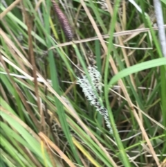 Carex gaudichaudiana (Fen Sedge) at Yaouk, NSW - 19 Nov 2022 by Tapirlord