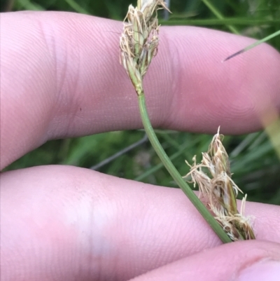 Carex chlorantha (Green-top Sedge) at Yaouk, NSW - 19 Nov 2022 by Tapirlord