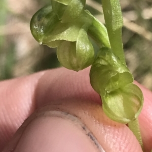 Hymenochilus muticus at Yaouk, NSW - suppressed