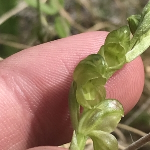 Hymenochilus muticus at Yaouk, NSW - suppressed