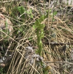 Hymenochilus muticus at Yaouk, NSW - suppressed