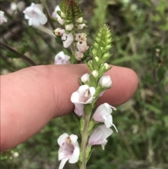 Euphrasia collina subsp. paludosa at Yaouk, NSW - 19 Nov 2022 by Tapirlord