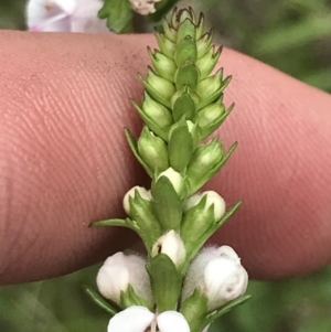 Euphrasia collina subsp. paludosa at Yaouk, NSW - 19 Nov 2022