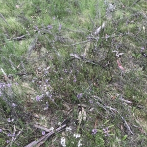 Euphrasia collina subsp. paludosa at Yaouk, NSW - 19 Nov 2022