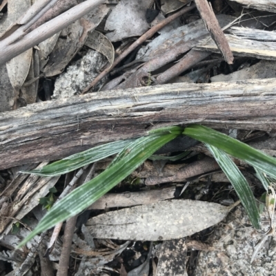 Celmisia tomentella (Common Snow Daisy) at Mount Clear, ACT - 19 Nov 2022 by Tapirlord