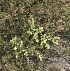 Asterolasia trymalioides at Mount Clear, ACT - 19 Nov 2022