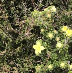 Asterolasia trymalioides at Mount Clear, ACT - 19 Nov 2022