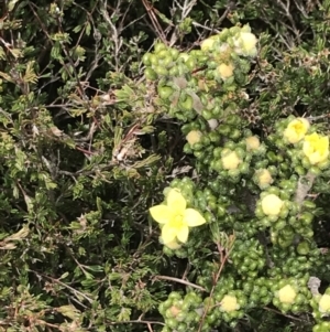 Asterolasia trymalioides at Mount Clear, ACT - 19 Nov 2022