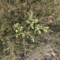 Asterolasia trymalioides at Mount Clear, ACT - 19 Nov 2022