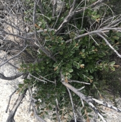 Grevillea diminuta at Mount Clear, ACT - 19 Nov 2022 by Tapirlord