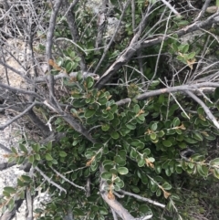 Grevillea diminuta at Mount Clear, ACT - 19 Nov 2022