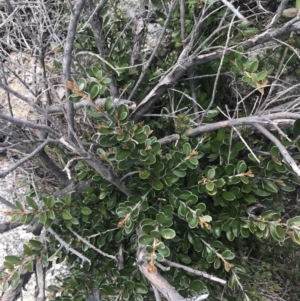 Grevillea diminuta at Mount Clear, ACT - 19 Nov 2022 01:47 PM