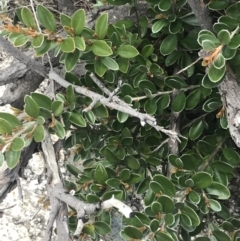 Grevillea diminuta at Mount Clear, ACT - 19 Nov 2022 01:47 PM