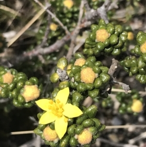 Asterolasia trymalioides at Mount Clear, ACT - 19 Nov 2022