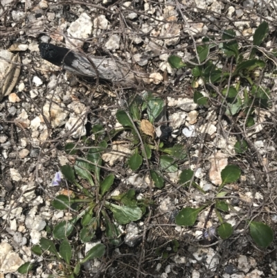 Viola improcera (Dwarf Violet) at Mount Clear, ACT - 19 Nov 2022 by Tapirlord