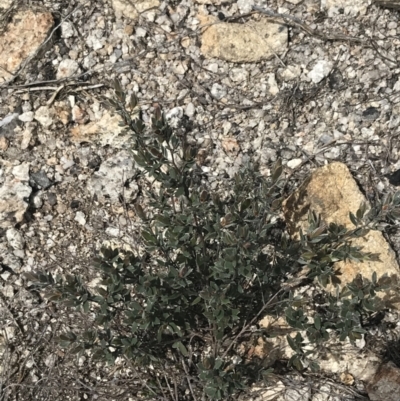 Gaudium namadgiense (Namadgi Tea-tree) at Mount Clear, ACT - 19 Nov 2022 by Tapirlord