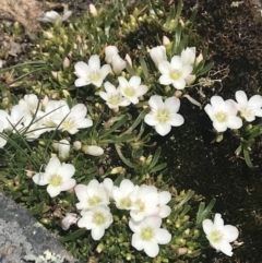 Montia australasica (White Purslane) at Mount Clear, ACT - 19 Nov 2022 by Tapirlord