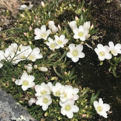 Montia australasica (White Purslane) at Mount Clear, ACT - 19 Nov 2022 by Tapirlord