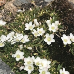 Montia australasica at Mount Clear, ACT - 19 Nov 2022