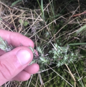 Olearia algida at Mount Clear, ACT - 19 Nov 2022 01:00 PM