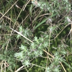 Olearia algida at Mount Clear, ACT - 19 Nov 2022 01:00 PM