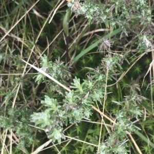 Olearia algida at Mount Clear, ACT - 19 Nov 2022