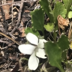 Viola improcera (Dwarf Violet) at Mount Clear, ACT - 19 Nov 2022 by Tapirlord