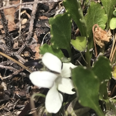 Viola improcera (Dwarf Violet) at Mount Clear, ACT - 19 Nov 2022 by Tapirlord