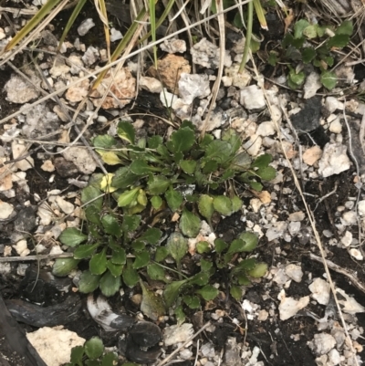 Viola improcera (Dwarf Violet) at Scabby Range Nature Reserve - 19 Nov 2022 by Tapirlord