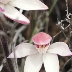 Caladenia alpina at Rendezvous Creek, ACT - 19 Nov 2022