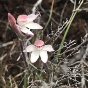 Caladenia alpina at Rendezvous Creek, ACT - 19 Nov 2022