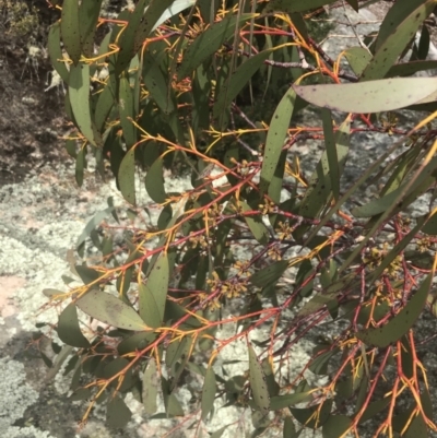 Eucalyptus pauciflora subsp. niphophila (Alpine Snow Gum) at Yaouk, NSW - 19 Nov 2022 by Tapirlord