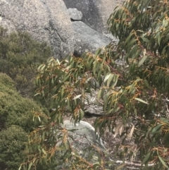 Eucalyptus pauciflora subsp. niphophila at Namadgi National Park - 19 Nov 2022