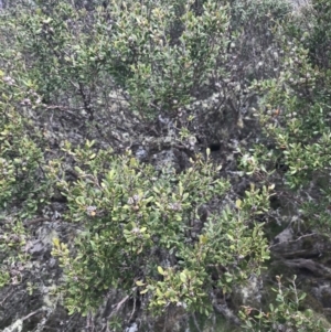 Leptospermum micromyrtus at Mount Clear, ACT - 19 Nov 2022 11:33 AM