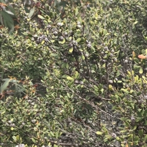 Leptospermum micromyrtus at Mount Clear, ACT - 19 Nov 2022 11:33 AM