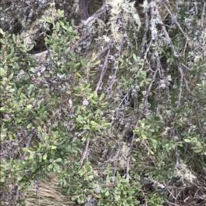 Leptospermum micromyrtus at Mount Clear, ACT - 19 Nov 2022 11:33 AM