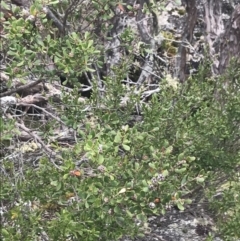 Leptospermum micromyrtus at Mount Clear, ACT - 19 Nov 2022 11:33 AM