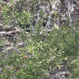 Leptospermum micromyrtus at Mount Clear, ACT - 19 Nov 2022 11:33 AM