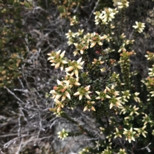 Epacris robusta at Mount Clear, ACT - 19 Nov 2022 11:32 AM