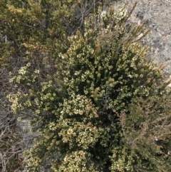 Epacris robusta at Mount Clear, ACT - 19 Nov 2022 11:32 AM