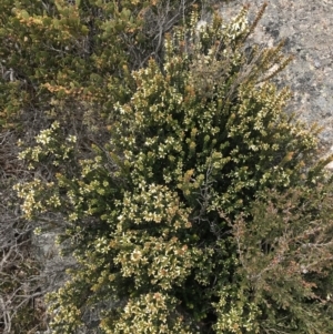 Epacris robusta at Mount Clear, ACT - 19 Nov 2022 11:32 AM