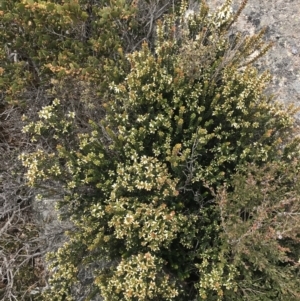 Epacris robusta at Mount Clear, ACT - 19 Nov 2022 11:32 AM