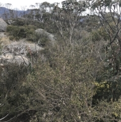 Leptospermum micromyrtus at Mount Clear, ACT - 19 Nov 2022