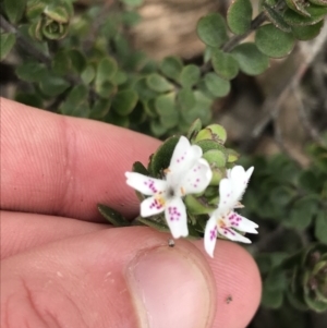 Westringia lucida at Mount Clear, ACT - 19 Nov 2022