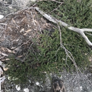 Westringia lucida at Mount Clear, ACT - 19 Nov 2022