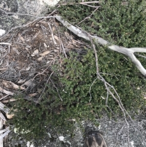 Westringia lucida at Mount Clear, ACT - 19 Nov 2022