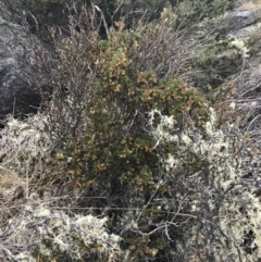 Acacia alpina at Mount Clear, ACT - 19 Nov 2022 11:26 AM