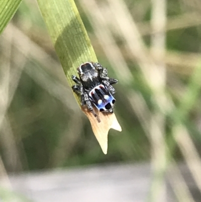 Maratus harrisi (Harris's Peacock spider) at Mount Clear, ACT - 19 Nov 2022 by Tapirlord